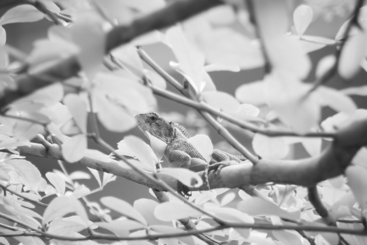 lizard.jpg